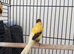 Three young canaries