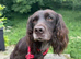 Older boy looking for a home