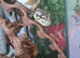 Two female carpet pythons