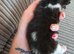 Two beautiful black and white boy kittens