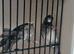 Young bengalese finches for sale