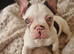 6 months old french bulldog