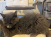 A longhair British kitten for sale in Cardiff.