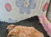 Shih Tzu girls for sale