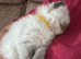 Seal point ragdoll kittens born the 19/07/26