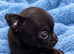 Tiny chihuahua puppies