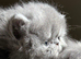 Beautiful Persian Kittens