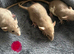 Baby dumbo rats for sale