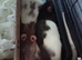 Three female rats for sale!