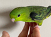 Baby boy lineolated parakeet