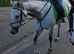 Stunning Grey Gelding 10 years 16.1hh