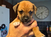 **READY NOW**5 adorable 8 week old puppies