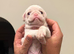 4 Prestige KC registered Pink Pug Puppies