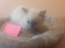Ragdoll blue point kittens