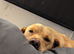 Female Labrador