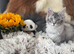 Exceptional Maine coons ready now