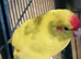 Kakarike Pair