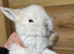 Mini lop crosses
