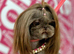 Shihtzu 5 year old girl