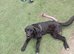 Doris! The gentlest Newfoundland x puppy is looking for her forever home.