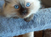 Beautiful ragdoll kittens