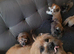 Lhasa-chon puppies for sale