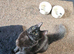 2 kittens for sale or rehoming.