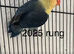 4 lovebirds with cage