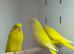 Budgies