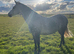 Kind, Loving Companion Home Wanted for Special Welsh B Mare