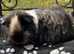 Texel girl guniea pigs