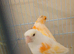 Pair of red mosaic canarys