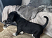 Border Collie long coat X Dalmatian