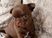 Dark chocolate little smoothcoat male