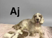 AJ handsome chap still waiting for a forever home