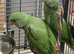 Hand reared Alexanderine chiks 3mnth