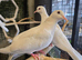Beautiful friendly Java Doves – Perfect Aviary Birds Available Now!