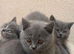 ONLY ONE British Blue purebred shorthair girls left