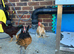 Three months chicks