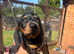 Miniature kc Black and Tan boy