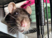 Two female fancy rats