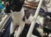 kittens ready 19/ 09/26