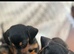 Jackshund Puppies &ndash; 1Beautiful Girl & 3 Handsome Boys