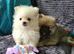 Pomeranian puppies ready now 2 males