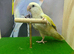Grey split love bird