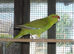 Baby kakarikis x 3 looking for new homes