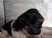 Shih Tzu puppys