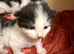 2 beautiful Ragdoll cross tuxedo kittens