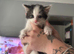 Beautiful Playful Kittens Looking For Forever Homes