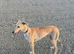 Saluki whippet greyhound
